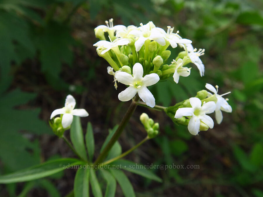 Wenatchee valerian (Valeriana columbiana) [Forest Road 7200, Chelan County, Washington]