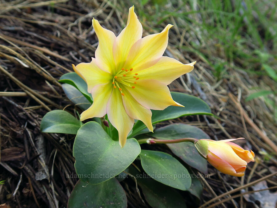 Tweedy's lewisia (Lewisiopsis tweedyi (Lewisia tweedyi)) [Forest Road 7200, Chelan County, Washington]