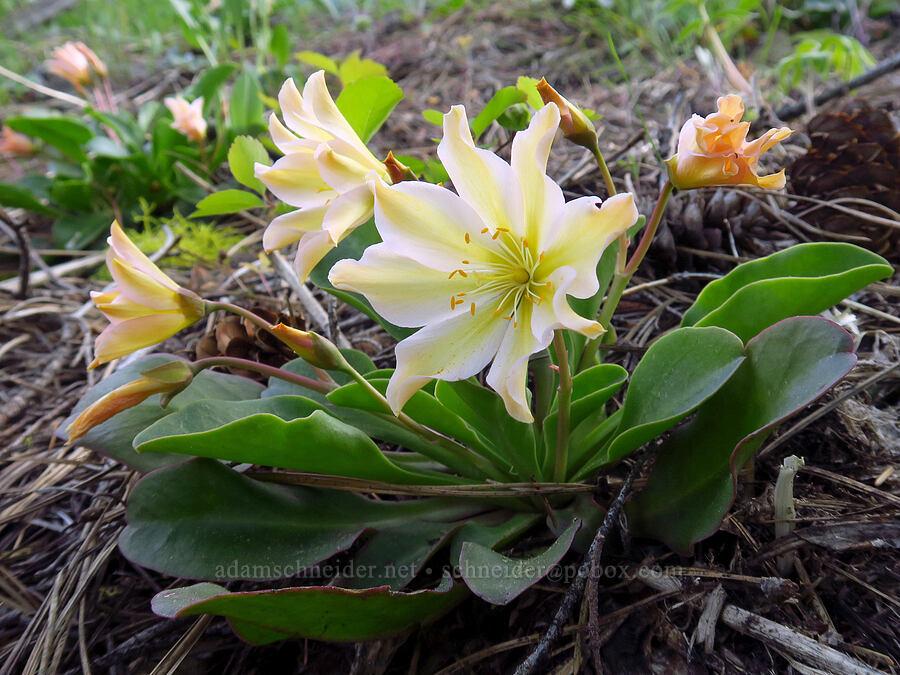 Tweedy's lewisia (Lewisiopsis tweedyi (Lewisia tweedyi)) [Forest Road 7200, Chelan County, Washington]