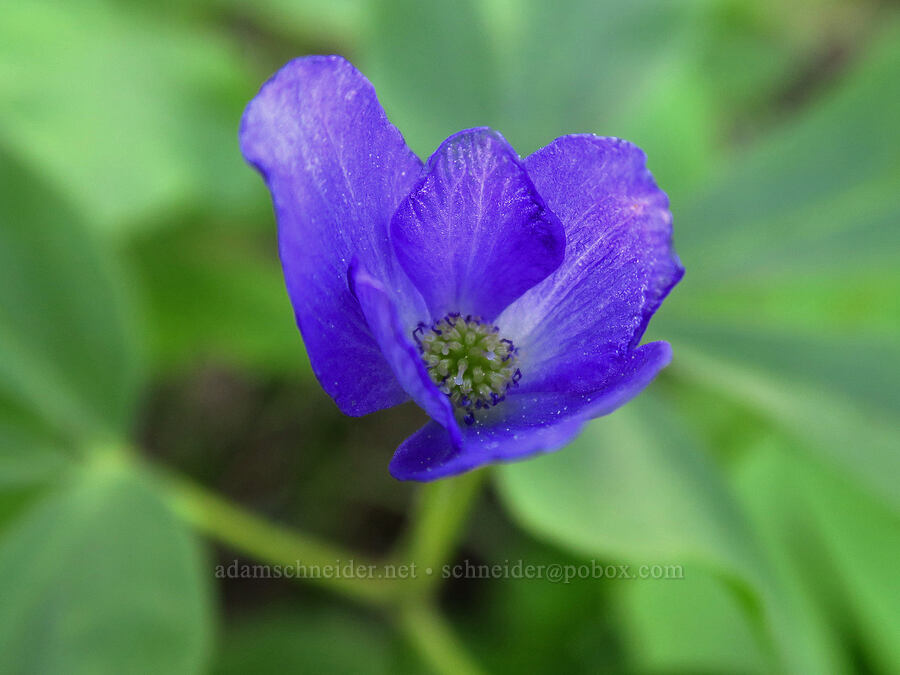 very blue Oregon anemone (Anemone oregana (Anemonoides oregana)) [Forest Road 7200, Chelan County, Washington]