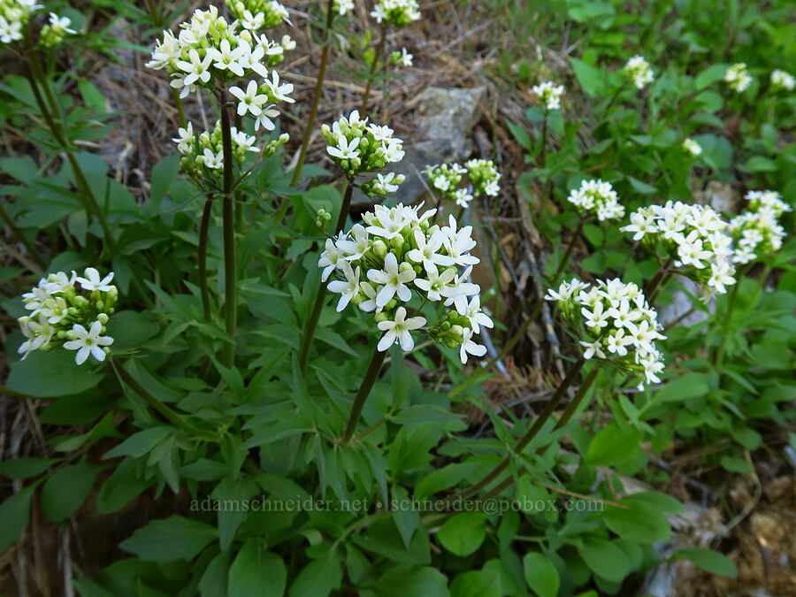 Wenatchee valerian (Valeriana columbiana) [Forest Road 7200, Chelan County, Washington]