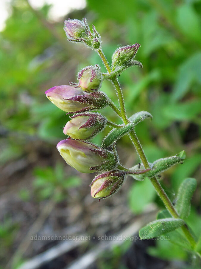 shrubby penstemon, budding (Penstemon fruticosus) [Forest Road 7200, Chelan County, Washington]