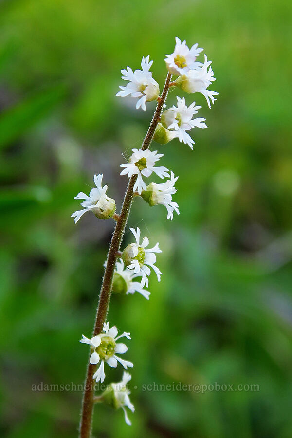three-parted mitrewort (Ozomelis trifida (Mitella trifida)) [Forest Road 7200, Chelan County, Washington]
