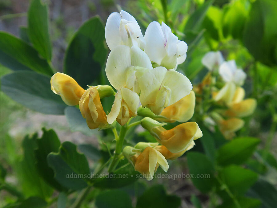 white Sierra pea-vine (Lathyrus nevadensis) [Forest Road 7200, Chelan County, Washington]