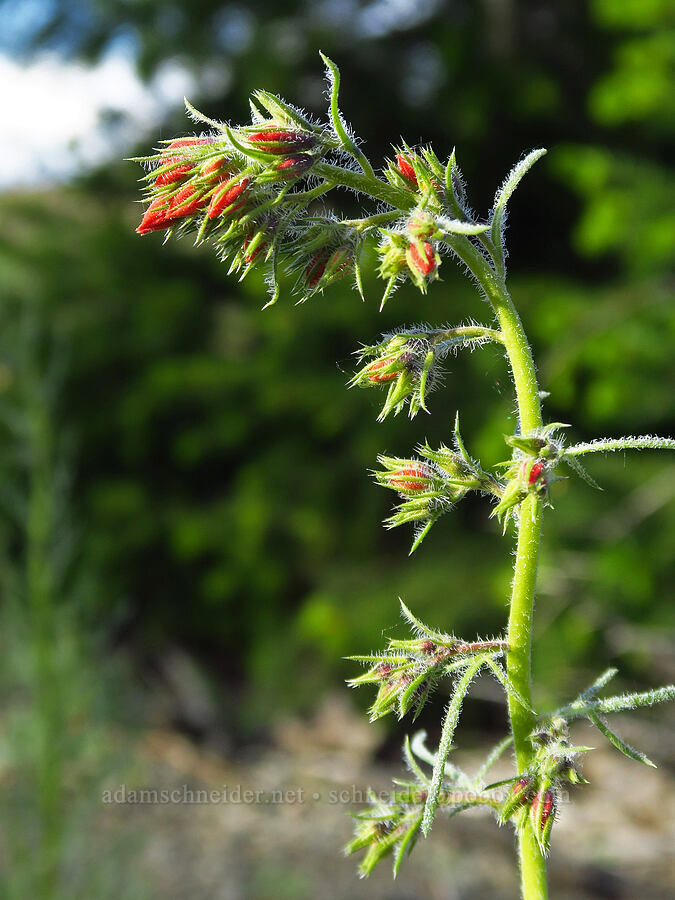 scarlet gilia, budding (Ipomopsis aggregata) [Forest Road 7200, Chelan County, Washington]