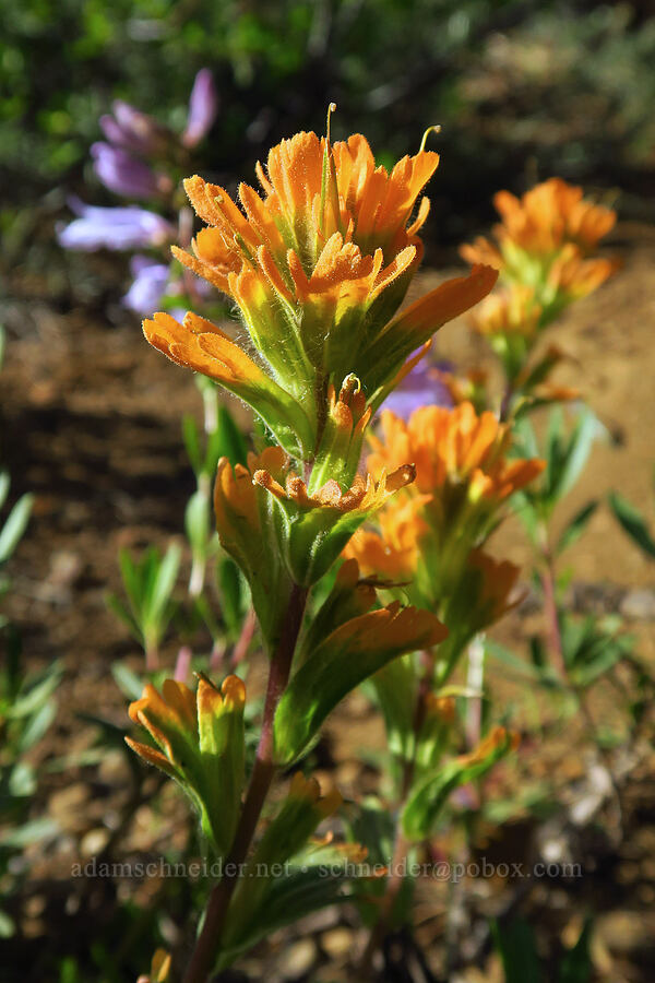 harsh paintbrush (Castilleja hispida) [Forest Road 7200, Chelan County, Washington]