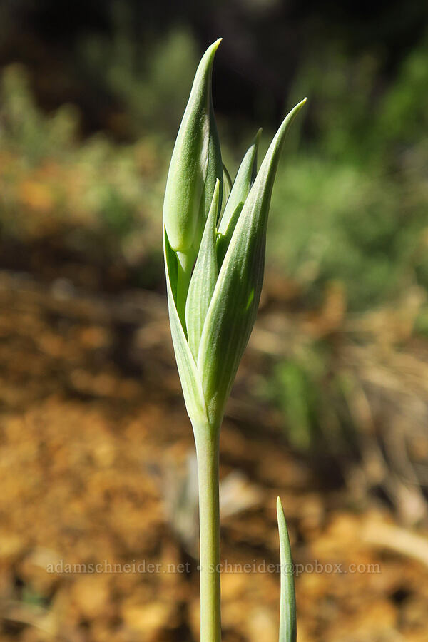 Lyall's mariposa lily, budding (Calochortus lyallii) [Forest Road 7200, Chelan County, Washington]