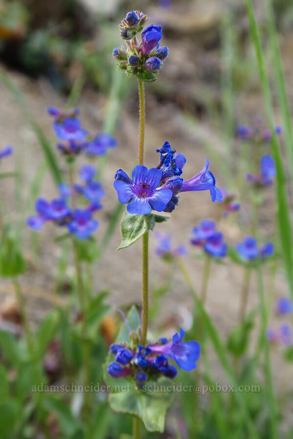 Chelan penstemon (Penstemon pruinosus) [Ruby Creek Road, Chelan County, Washington]