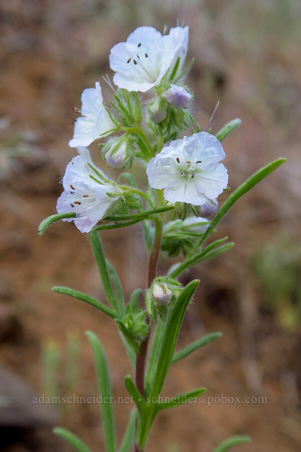 thread-leaf phacelia (Phacelia linearis) [Ruby Creek Road, Chelan County, Washington]