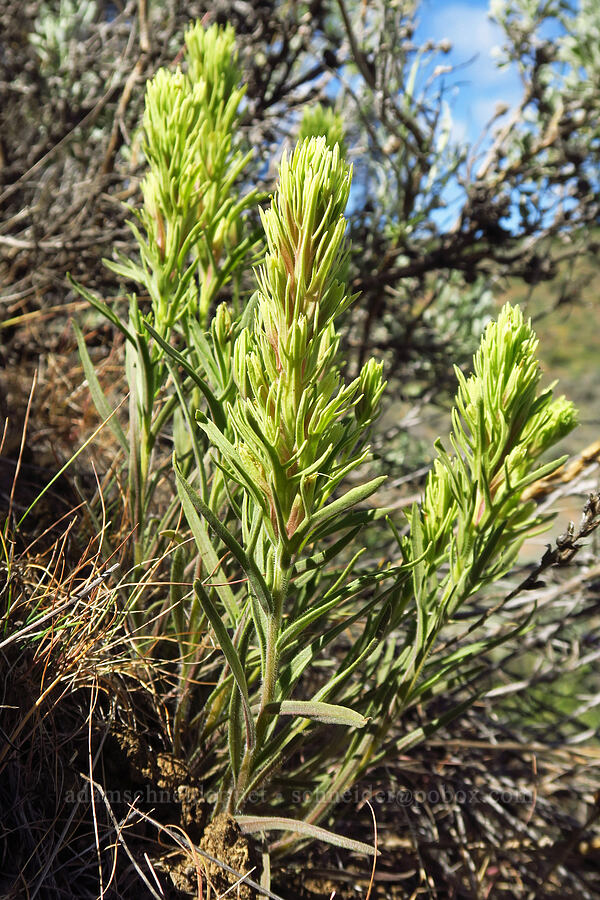 Thompson's paintbrush (Castilleja thompsonii) [Snow Mountain Ranch, Yakima County, Washington]