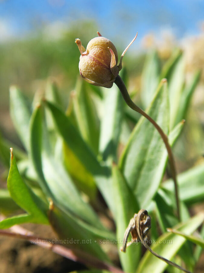 sagebrush violet, going to seed (Viola trinervata) [Snow Mountain Ranch, Yakima County, Washington]