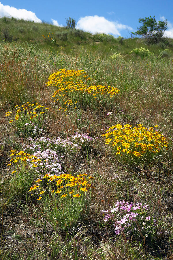 long-leaf phlox & Oregon sunshine (Phlox longifolia, Eriophyllum lanatum) [Snow Mountain Ranch, Yakima County, Washington]