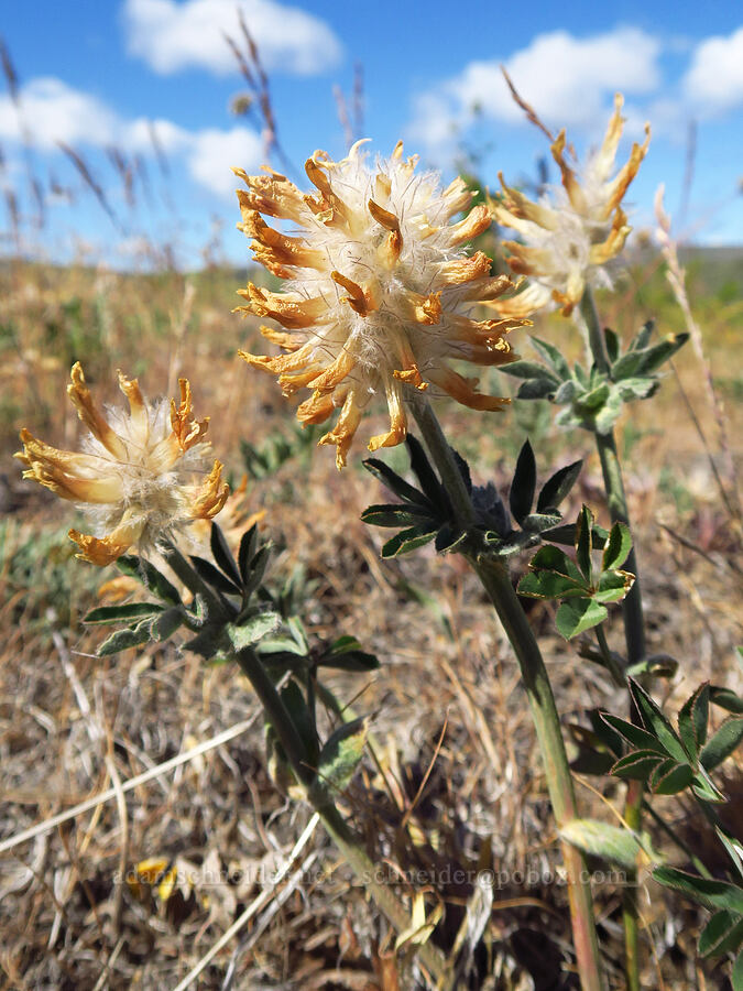 big-head clover, going to seed (Trifolium macrocephalum) [Snow Mountain Ranch, Yakima County, Washington]