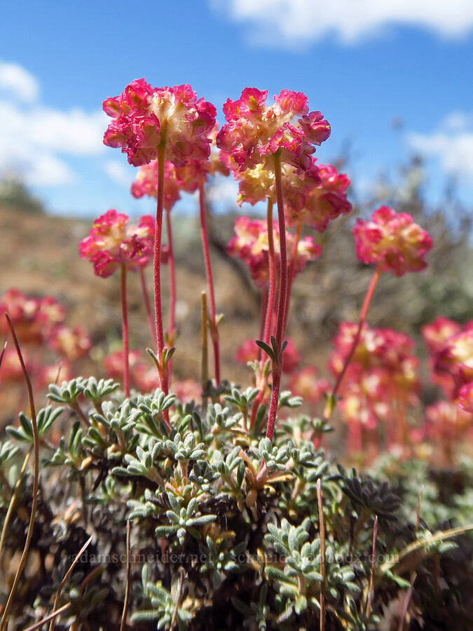 red thyme-leaf buckwheat (Eriogonum thymoides) [Snow Mountain Ranch, Yakima County, Washington]