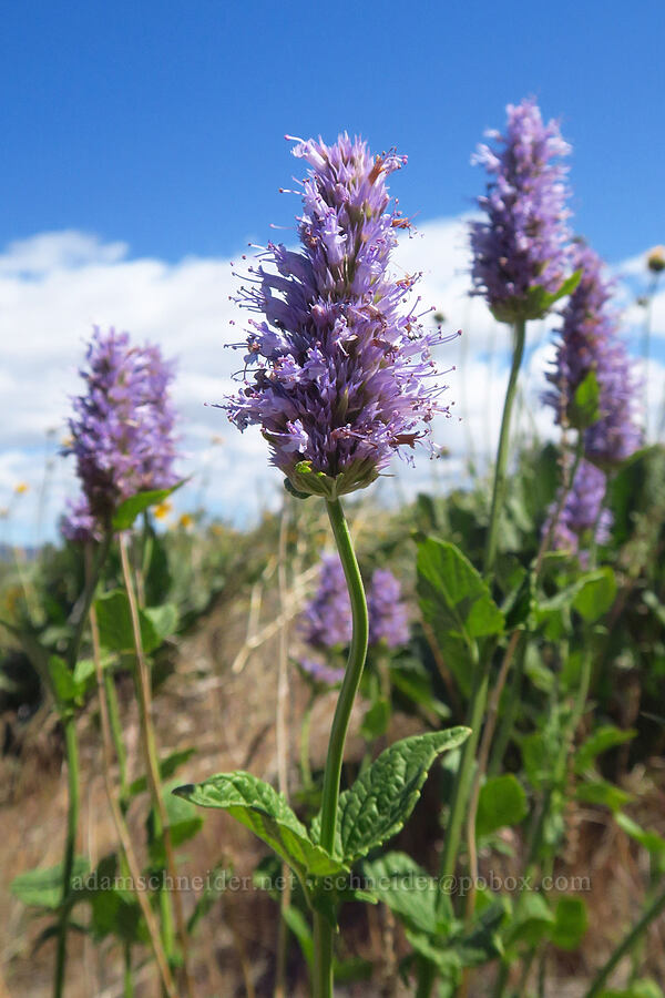 western horse-mint (Agastache occidentalis) [Snow Mountain Ranch, Yakima County, Washington]