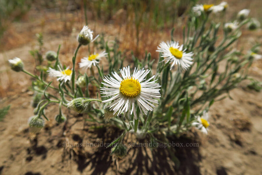 shaggy fleabane (Erigeron pumilus) [Snow Mountain Ranch, Yakima County, Washington]