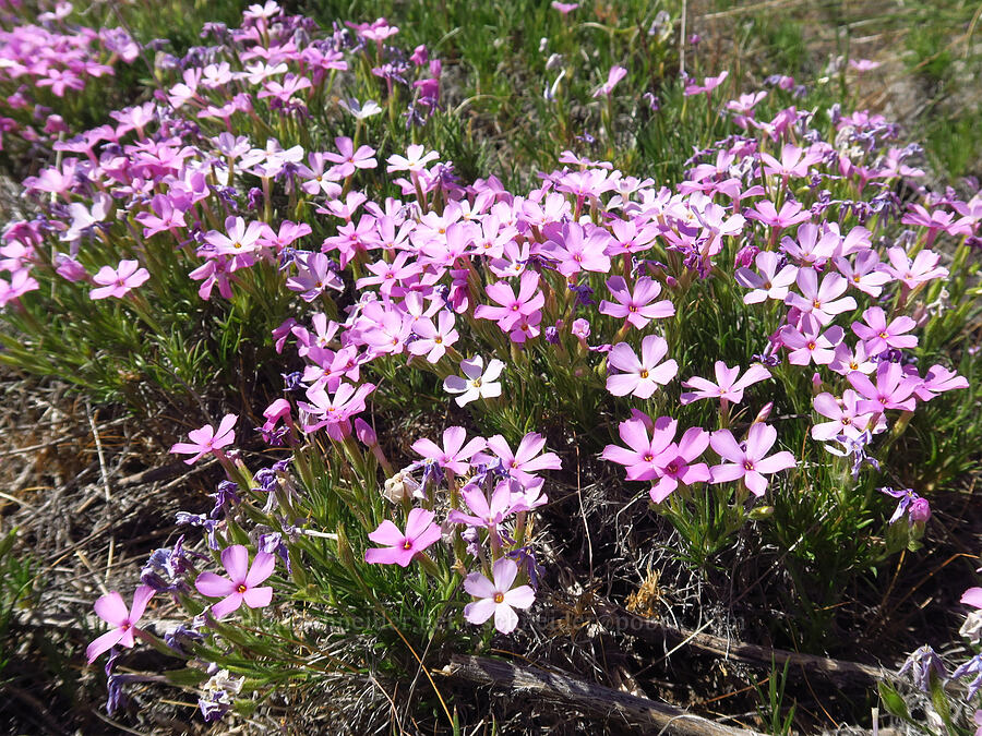 long-leaf phlox (Phlox longifolia) [Snow Mountain Ranch, Yakima County, Washington]