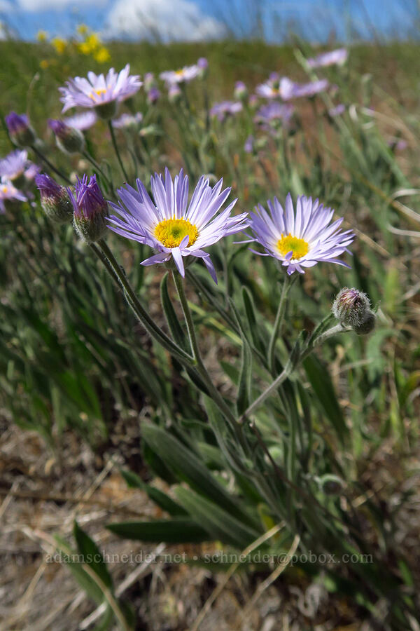 long-leaf fleabane (Erigeron corymbosus) [Snow Mountain Ranch, Yakima County, Washington]
