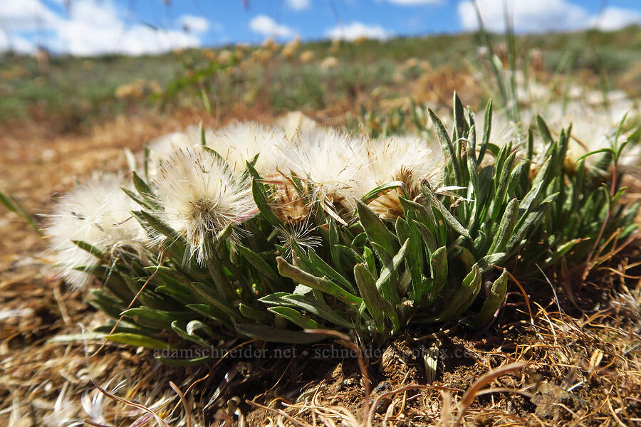 showy townsendia, going to seed (Townsendia florifer (Townsendia florifera)) [Snow Mountain Ranch, Yakima County, Washington]