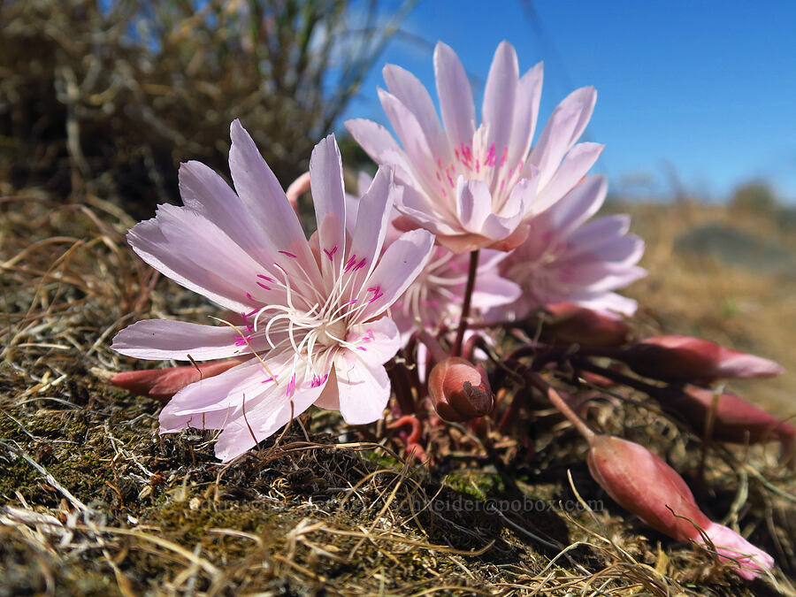 bitterroot (Lewisia rediviva) [Snow Mountain Ranch, Yakima County, Washington]