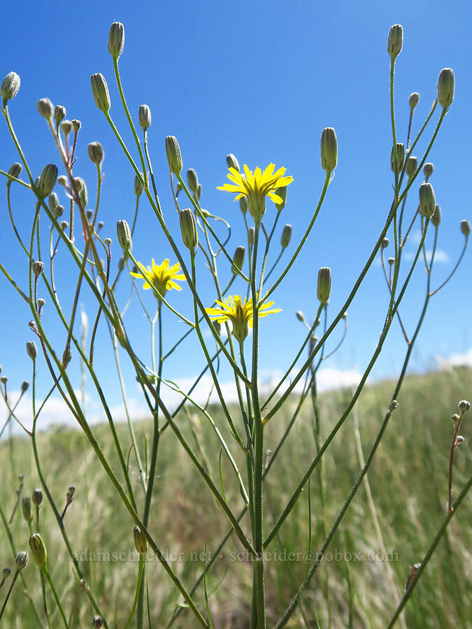 slender hawksbeard (Crepis atribarba) [Snow Mountain Ranch, Yakima County, Washington]