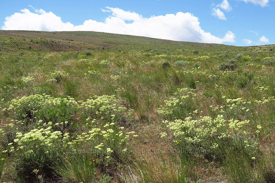 parsnip-flower buckwheat (Eriogonum heracleoides) [Snow Mountain Ranch, Yakima County, Washington]