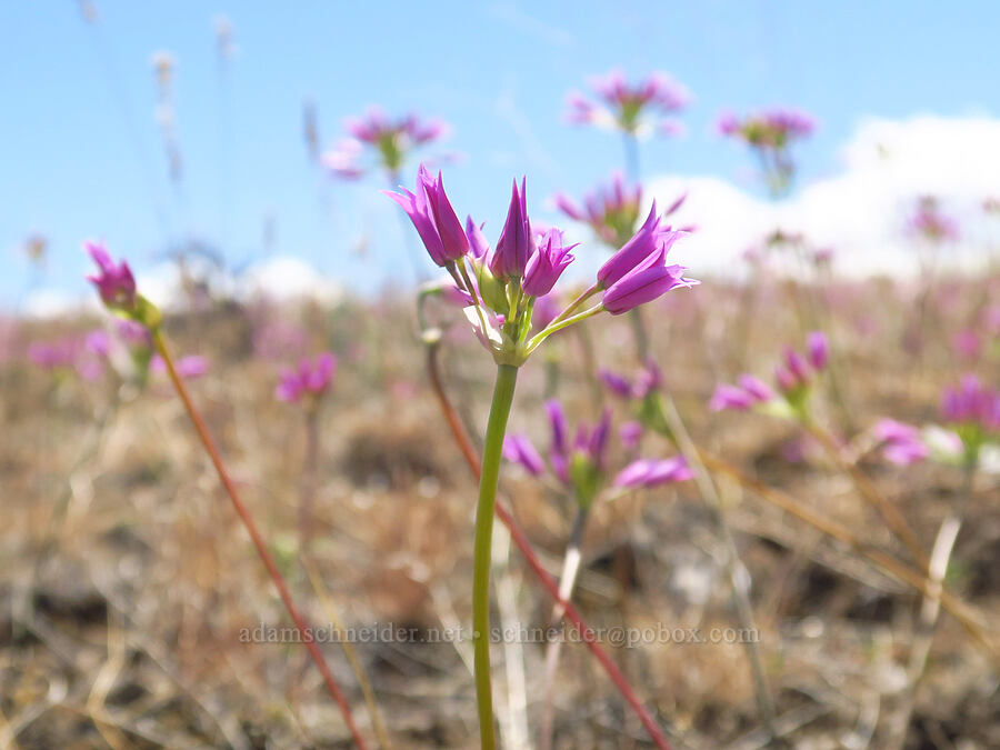 taper-tip onion (Allium acuminatum) [Snow Mountain Ranch, Yakima County, Washington]
