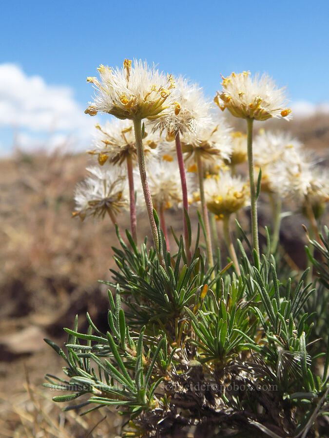 narrow-leaf goldenweed, gone to seed (Nestotus stenophyllus (Haplopappus stenophyllus)) [Snow Mountain Ranch, Yakima County, Washington]