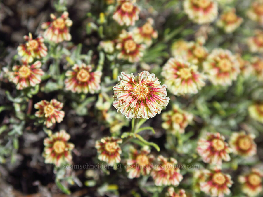 Douglas' buckwheat (Eriogonum douglasii var. douglasii) [Snow Mountain Ranch, Yakima County, Washington]