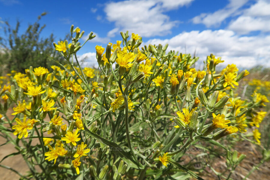 gray hawksbeard (Crepis intermedia) [Snow Mountain Ranch, Yakima County, Washington]
