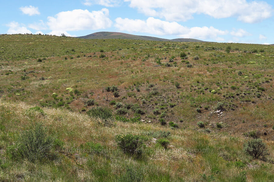 Cowiche Mountain [Snow Mountain Ranch, Yakima County, Washington]