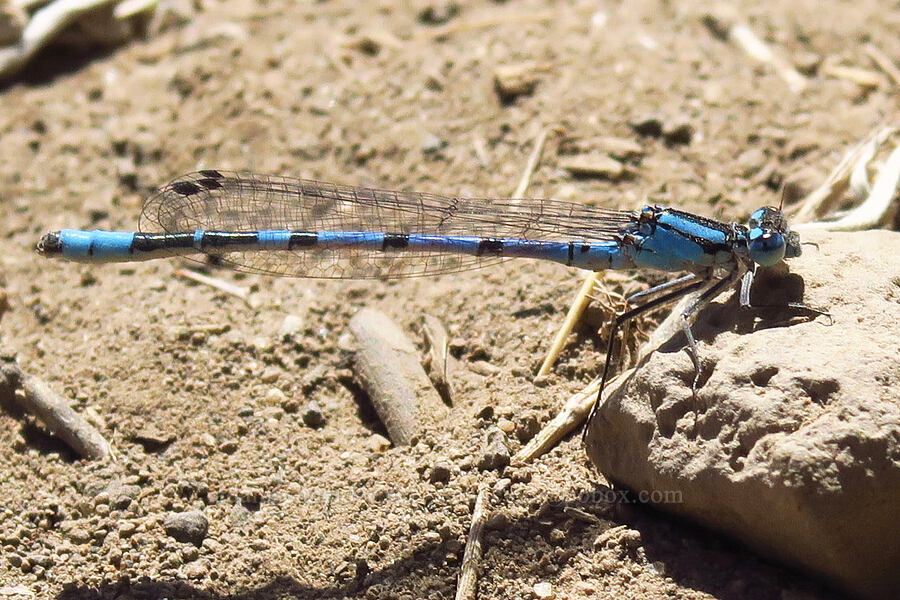 bluet damselfly (Enallagma sp.) [Snow Mountain Ranch, Yakima County, Washington]