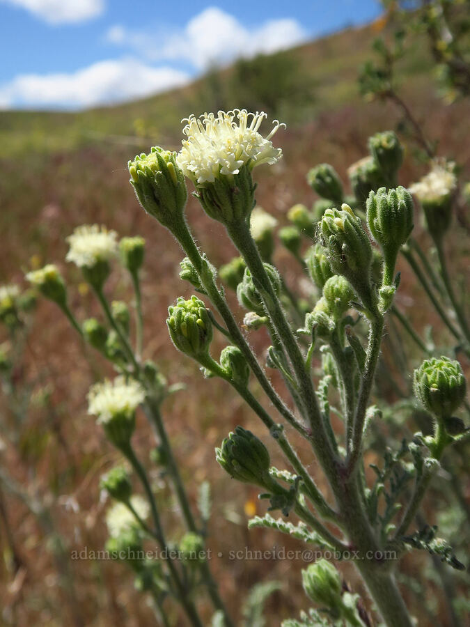 Douglas' pincushion (Chaenactis douglasii) [Snow Mountain Ranch, Yakima County, Washington]