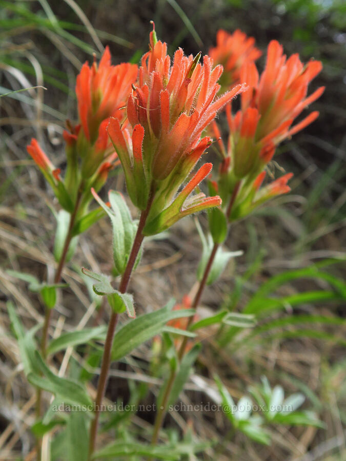 acute paintbrush (Castilleja hispida var. acuta) [Forest Road 1701, Yakima County, Washington]