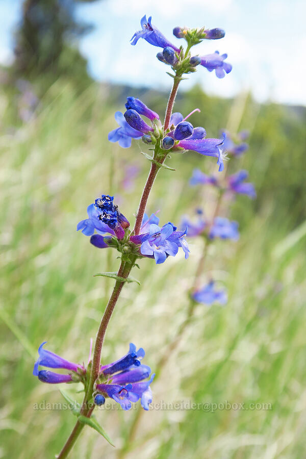 penstemon (Penstemon sp.) [Forest Road 1701, Yakima County, Washington]