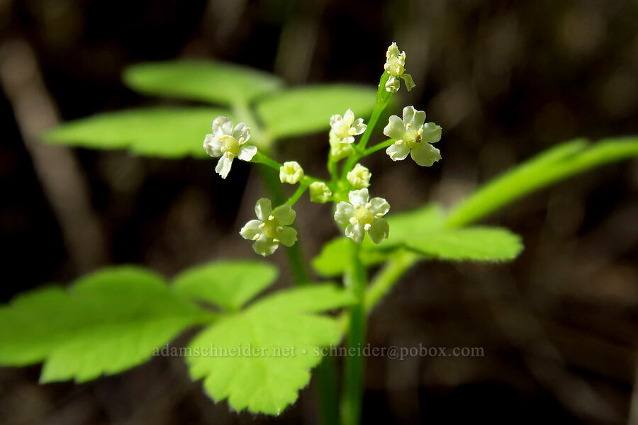 mountain sweet-cicely (Osmorhiza berteroi) [Lost Creek Trail, Okanogan-Wenatchee National Forest, Yakima County, Washington]