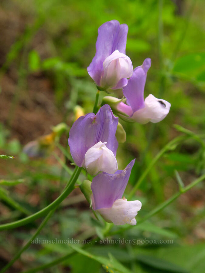 few-flowered pea-vine (Lathyrus pauciflorus) [Lost Creek Trail, Okanogan-Wenatchee National Forest, Yakima County, Washington]