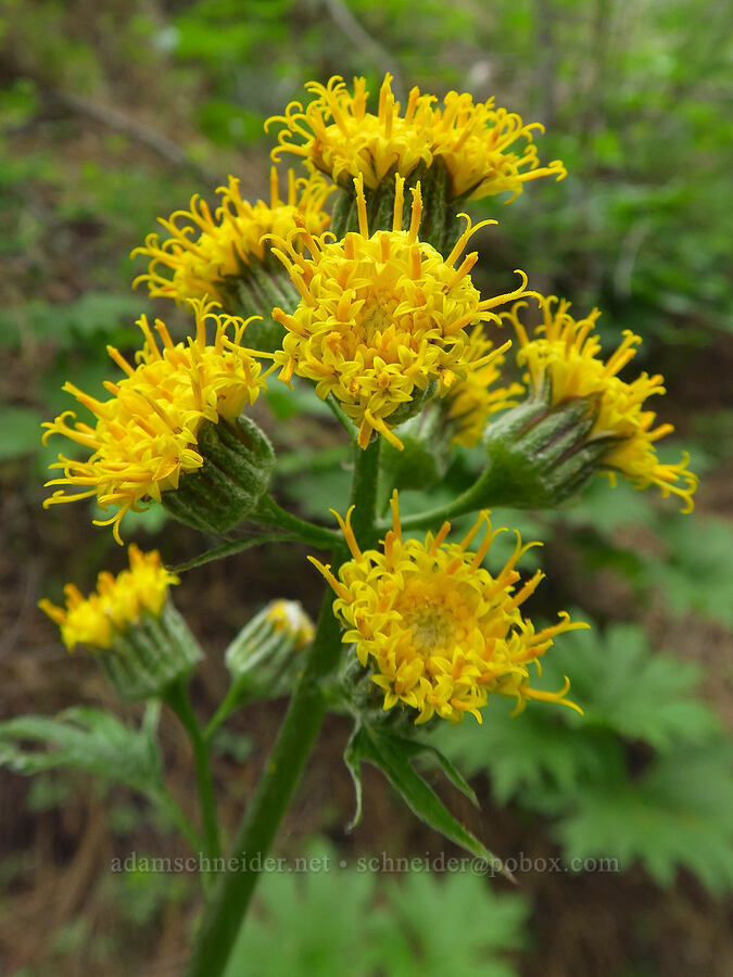 silver-crown luina (Cacaliopsis nardosmia (Cacalia nardosmia)) [Lost Creek Trail, Okanogan-Wenatchee National Forest, Yakima County, Washington]