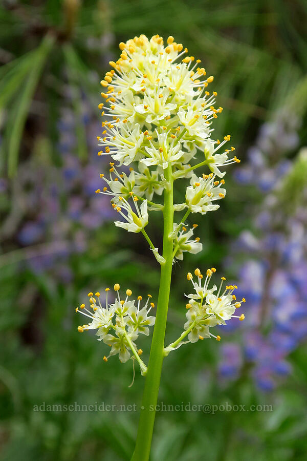 panicled death-camas (Toxicoscordion paniculatum (Zigadenus paniculatus)) [Lost Creek Trail, Okanogan-Wenatchee National Forest, Yakima County, Washington]