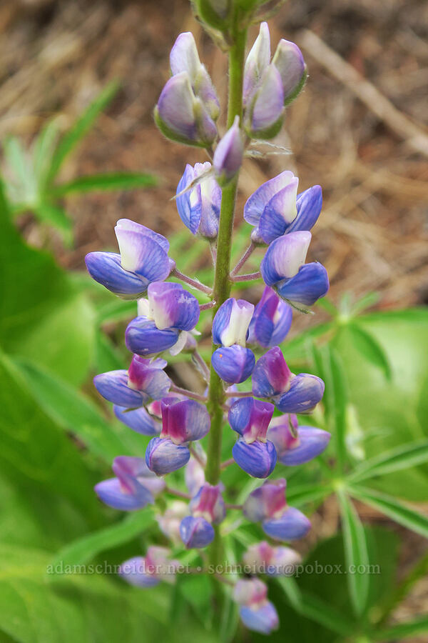 lupine (Lupinus sp.) [Lost Creek Trail, Okanogan-Wenatchee National Forest, Yakima County, Washington]