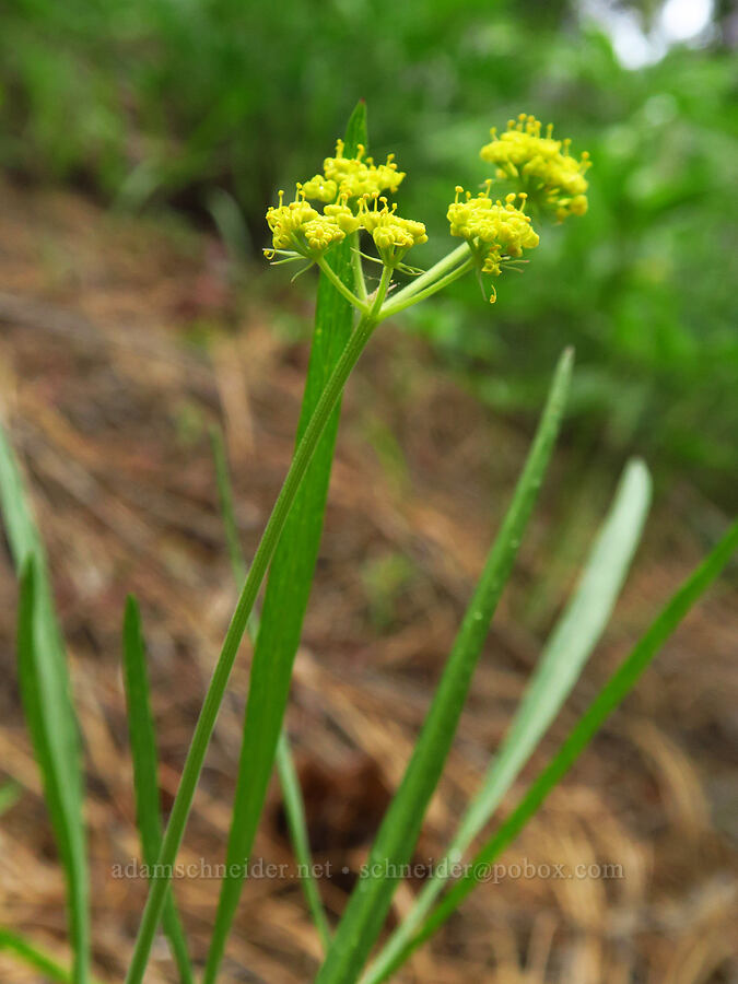 nine-leaf desert parsley (Lomatium triternatum var. triternatum) [Lost Creek Trail, Okanogan-Wenatchee National Forest, Yakima County, Washington]