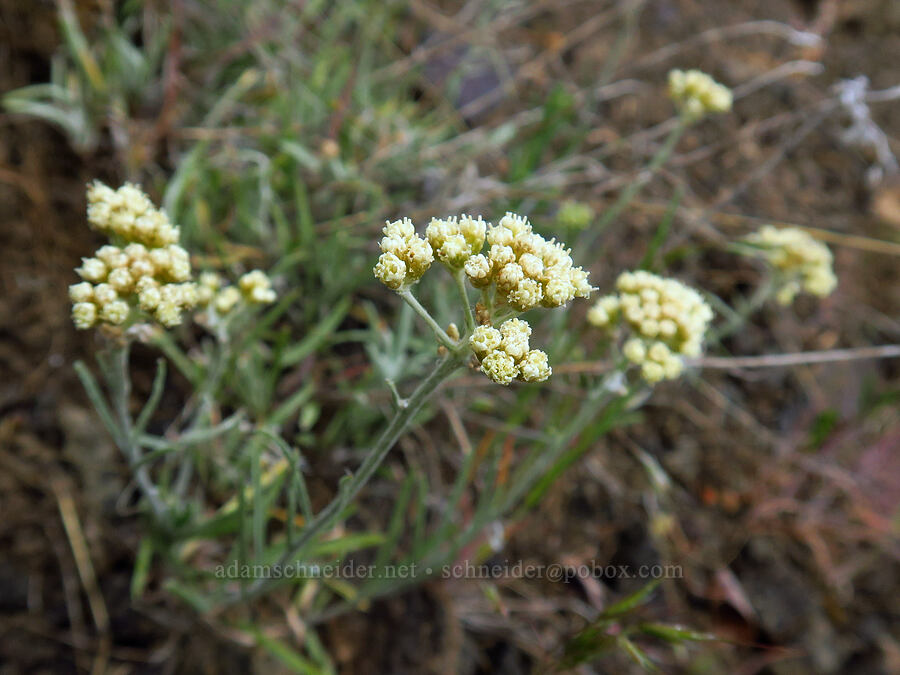 wood-rush pussy-toes (Antennaria luzuloides) [Lost Creek Trail, Okanogan-Wenatchee National Forest, Yakima County, Washington]
