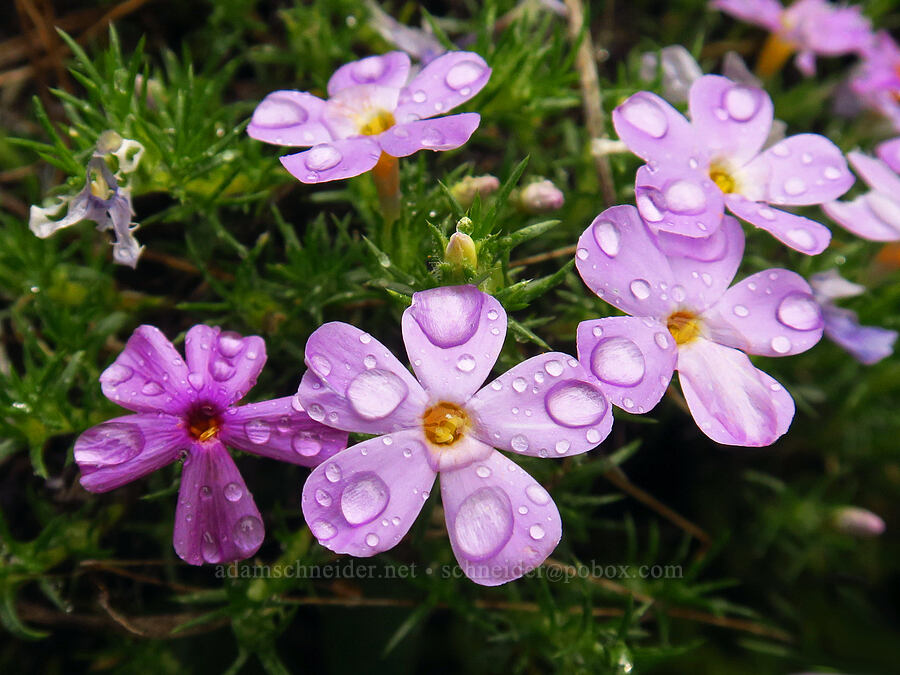 Hood's phlox, pink/purple form (Phlox hoodii) [Lost Creek Trail, Okanogan-Wenatchee National Forest, Yakima County, Washington]