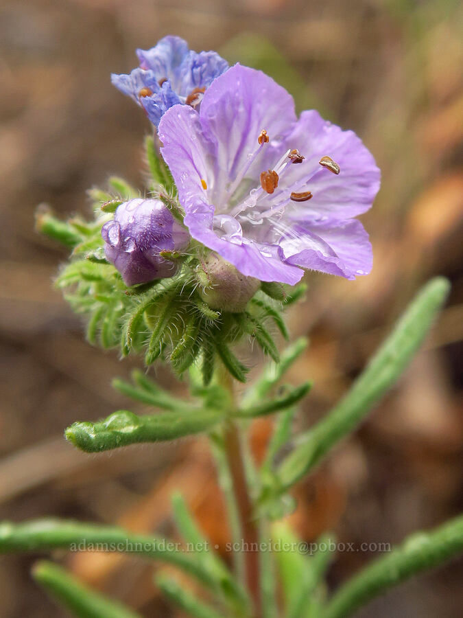 thread-leaf phacelia (Phacelia linearis) [Lost Creek Trail, Okanogan-Wenatchee National Forest, Yakima County, Washington]