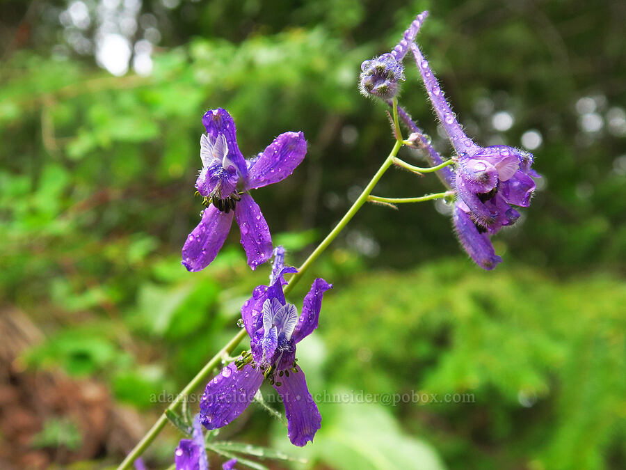upland larkspur (Delphinium nuttallianum) [Lost Creek Trail, Okanogan-Wenatchee National Forest, Yakima County, Washington]
