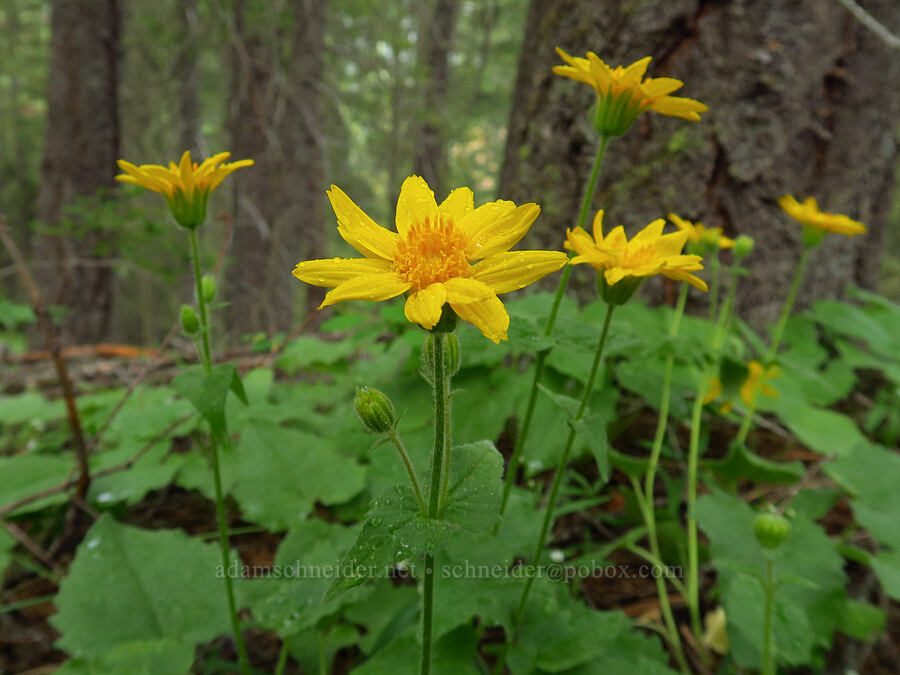 heart-leaf arnica (Arnica cordifolia) [Lost Creek Trail, Okanogan-Wenatchee National Forest, Yakima County, Washington]