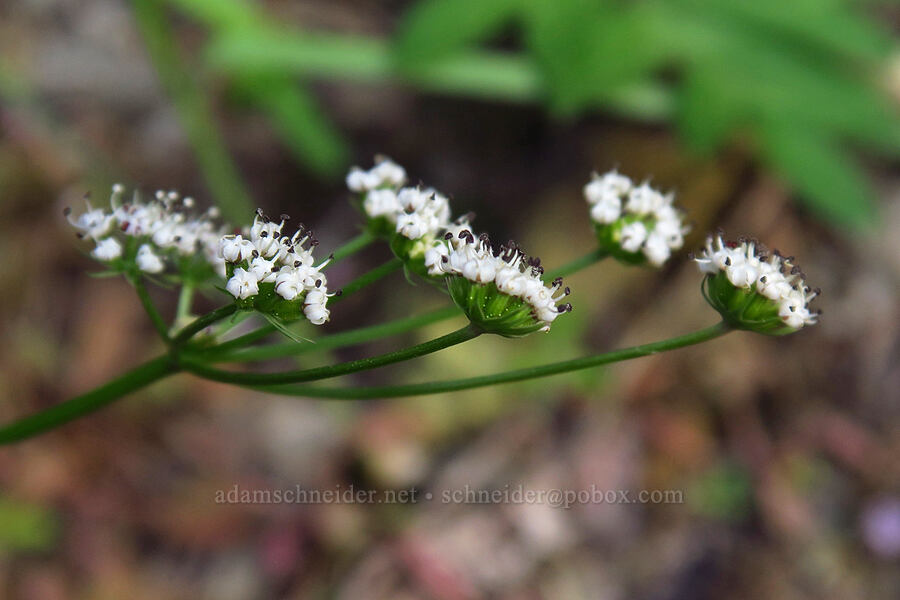 Geyer's biscuitroot (Lomatium geyeri) [Old River Road, Yakima County, Washington]