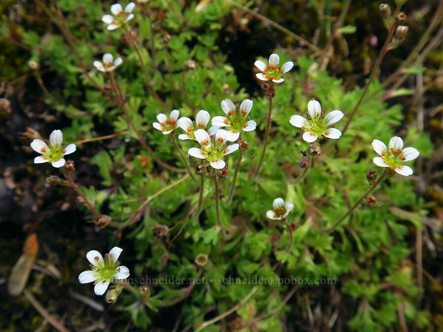tufted saxifrage (Saxifraga cespitosa (Saxifraga caespitosa)) [Old River Road, Yakima County, Washington]