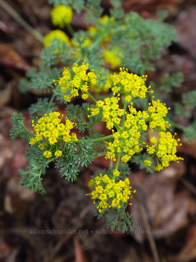 pungent desert parsley (Lomatium papilioniferum (Lomatium grayi)) [Old River Road, Yakima County, Washington]