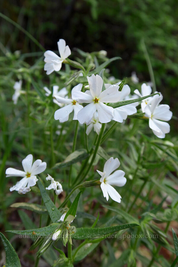 showy phlox (Phlox speciosa) [Old River Road, Yakima County, Washington]